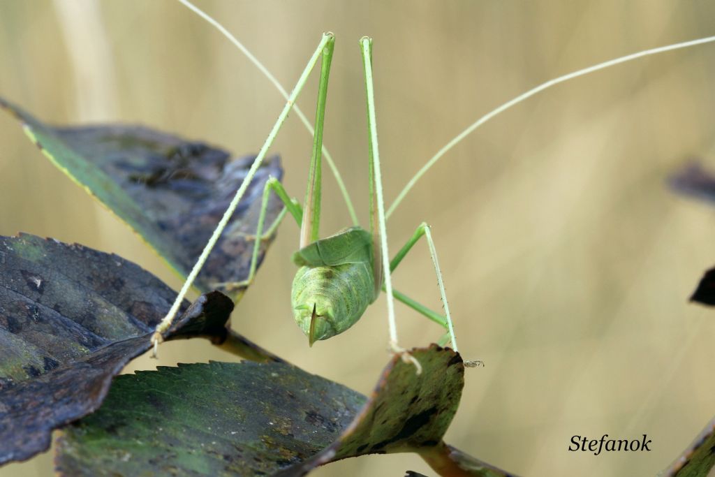 Identificazione Cavalletta!